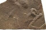 Cruziana (Fossil Arthropod Trackway) Plate - Morocco #274978-1